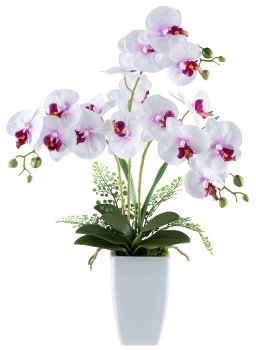 Phalaenopsis x3, ca 67cm, white-purple, 18 flowers, in ceramic vase 11.5x18cm white