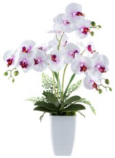 Phalaenopsis x3, ca 67cm weißlila, 18 Blüten, in Keramikvase 11,5x18cm weiß