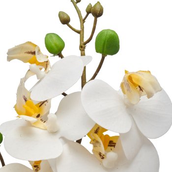 Phalaenopsis x2, weiß, ca 28cm, 9 Blüten, 6 Blätter im Kunststofftopf 8x7cm, Real Touch