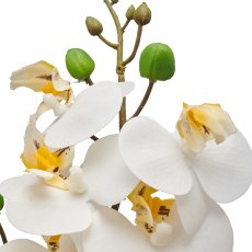 Phalaenopsis x2, weiß, ca 28cm, 9 Blüten, 6 Blätter im Kunststofftopf 8x7cm, Real Touch