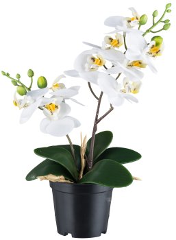 Phalaenopsis x2, weiß, ca 28cm, 9 Blüten, 6 Blätter im Kunststofftopf 8x7cm, Real