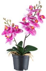 Phalaenopsis x2, orchidee ca 28cm, 9 Blüten,6 Blätter im Kunststofftopf 8x7cm Real