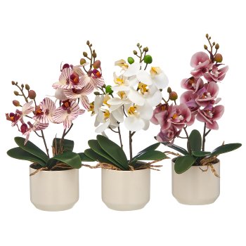 Phalaenopsis mauve/weiß/cremelila sort., 28cm,im