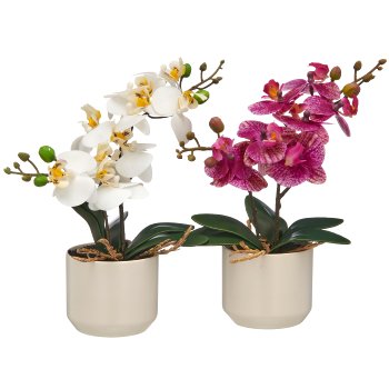 Phalaenopsis weiß/orchid sort., 28cm,im Keramiktopf 8x7cm Set 2