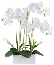 Phalaenopsis x3, ca 58cm weiß 20 Blüten, in Keramikkasten 20,5x8x8,5cm weiß, Real Touch