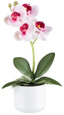 Phalaenopsis x1, ca 27cm pink, im Keramiktopf 8x7cm weiß Real Touch