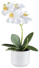 Phalaenopsis x1, ca 27cm weiß, im Keramiktopf 8x7cm weiß Real Touch
