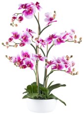 Phalaenopsis x5,85cm pinklila in Zementschale weiß 21x9,5cm mit Erde, Real Touch