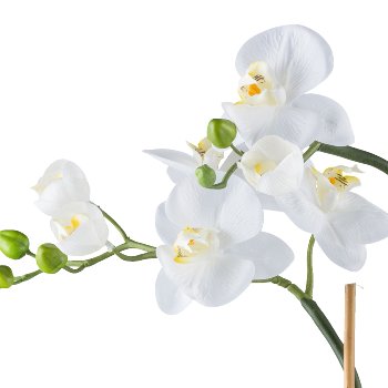 Phalaenopsis x5, 85cm weiß in Zementschale weiß 21x9,5cm mit Erde, Real Touch