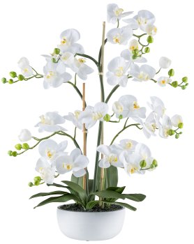 Phalaenopsis x5, 85cm weiß in Zementschale weiß 21x9,5cm mit Erde, Real Touch