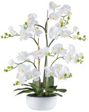 Phalaenopsis x5, 85cm weiß in Zementschale weiß 21x9,5cm mit Erde, Real Touch