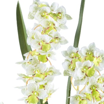 Cymbidium orientalis x3, ca 80cm white-green, Real Touch in plastic pot 17x15cm