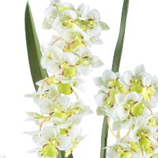 Cymbidium orientalis x3, ca 80cm white-green, Real Touch in plastic pot 17x15cm
