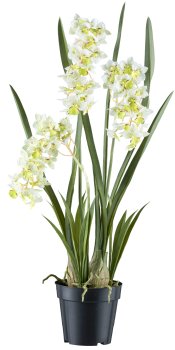 Cymbidium orientalis x3, ca 80cm white-green, Real Touch in plastic pot 17x15cm