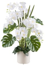 Phalaenopsisarrangement x5 110cm weiß, Real Touch im Kunststofftopf 22x22cm creme