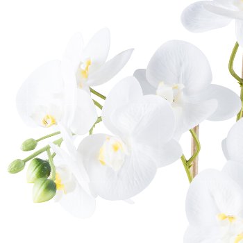 Phalaenopsis x2, ca 54cm weiß, im Keramiktopf grün 12x13cm Real Touch