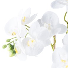 Phalaenopsis x2, ca 54cm weiß, im Keramiktopf grün 12x13cm Real Touch