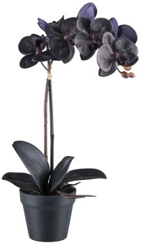 Phalaenopsis x1, 48cm, black, 7 flowers, 4 leaves in black plastic pot 11.5x10cm, Real