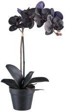 Phalaenopsis x1,48cm schwarz 7 Blüten, 4 Blätter im Kunststofftopf schwarz