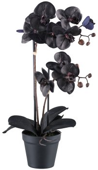 Phalaenopsis x2, 53cm, schwarz, 10 Blüten, 7 Blätter im Kunststofftopf schwarz