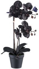 Phalaenopsis x2, 53cm schwarz 10 Blüten, 7 Blätter im Kunststofftopf schwarz