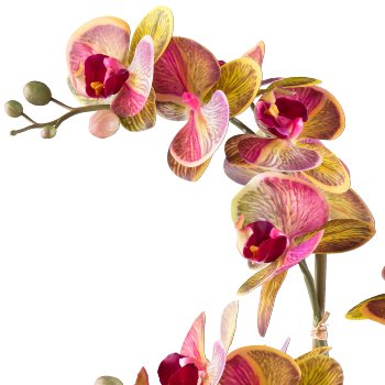 Phalaenopsis x4, ca 56cm, yellow-pink, in cement bowl grey 20x13x8cm Real Touch