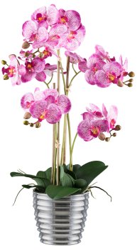Phalaenopsis x5, 62cm, orchid, in ceramic pot silver 15x13cm, Real Touch