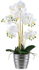 Phalaenopsis x5, 62cm weiß im Keramiktopf silber 15x13cm, Real Touch