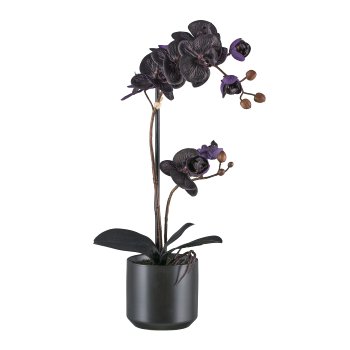 Phalaenopsis x2, 50cm, black, Real Touch, in black ceramic pot, 12x11.5cm with soil