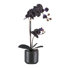 Phalaenopsis x2 , 50cm schwarz im Keramiktopf schwarz 12x11,5cm mit Erde,Real Touch