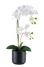 Phalaenopsis x2, ca 50cm weiß, im Keramiktopf schwarz 12x11,5cm mit Erde,Real Touch