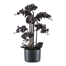 Phalaenopsis x7 ,77cm schwarz, im Keramiktopf schwarz 22x16,5cm mit Erde, Real Touch