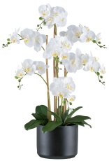 Phalaenopsis x7, ca 77cm weiß, im Keramiktopf schwarz 22x16,5cm mit Erde, Real Touch