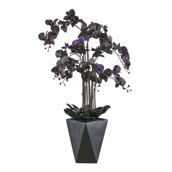 Phalaenopsis x7, 120cm, black, Real Touch, in black plastic pot, 8 square, 34x34x35cm with