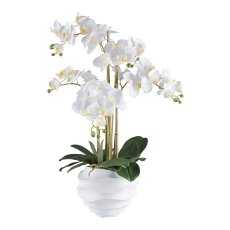 Phalaenopsis x5, 70cm weiß, im Kunststofftopf 21x17cm weiß Real Touch