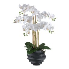 Phalaenopsis x5, 70cm weiß, im Kunststofftopf 21x17cm schwarz Real Touch