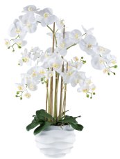Phalaenopsis x7, 90cm weiß, im Kunststofftopf 25x20cm weiß Real Touch