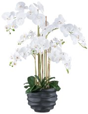 Phalaenopsis x7, 90cm weiß, im Kunststofftopf 25x20cm schwarz Real Touch