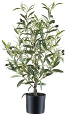 Olive bush, 70cm green, 16 fruits, in plastic pot 12.5x11cm black with soil