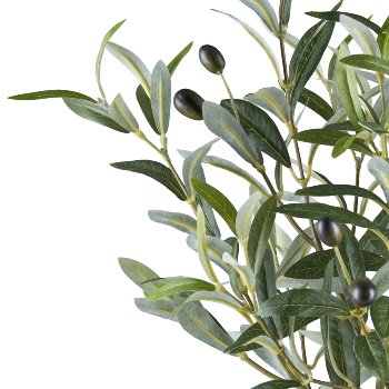 Olive stem, 70cm, green, 8 fruits, in plastic pot 12.5x11cm black with soil