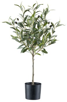 Olive stem, 70cm, green, 8 fruits, in plastic pot 12.5x11cm black with soil