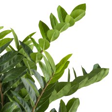 Zamioculcas zamiifolia x12, 80cm im Kunststofftopf creme 21x21,5cm mit Erde