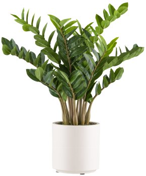 Zamioculcas zamiifolia x12, 80cm im Kunststofftopf creme 21x21,5cm mit Erde