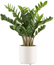 Zamioculcas zamiifolia x12, 80cm im Kunststofftopf creme 21x21,5cm mit Erde