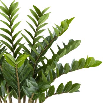 Zamioculcas zamiifolia x15, 85cm in plastic pot cream 26x26.5cm with soil