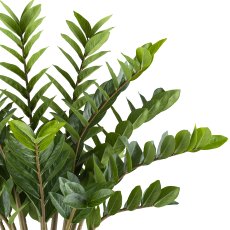 Zamioculcas zamiifolia x15, 85cm in plastic pot cream 26x26.5cm with soil