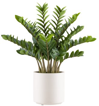 Zamioculcas zamiifolia x15, 85cm in plastic pot cream 26x26.5cm with soil