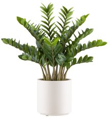 Zamioculcas zamiifolia x15, 85cm in plastic pot cream 26x26.5cm with soil