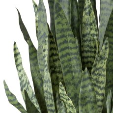 Sansevieria zeylanica, 90cm im Kunststofftopf creme 26x26,5cm mit Erde