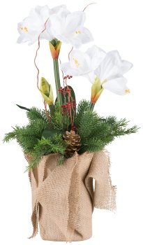 Amaryllis arrangement x2, 70cm red, in jute pot 15x25cm